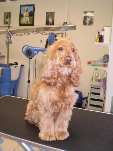 L ALLIANCE CANINE - photo 2