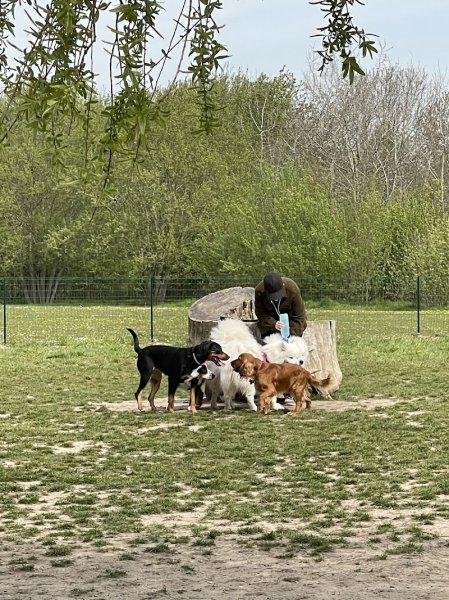 Bois Leurent - Parc à chien - photo 2