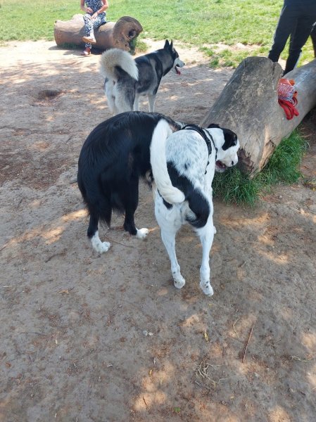Bois Leurent - Parc à chien - photo 3