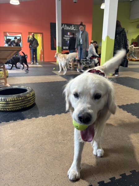 Woof'Land - Parc Canin Indoor - photo 1