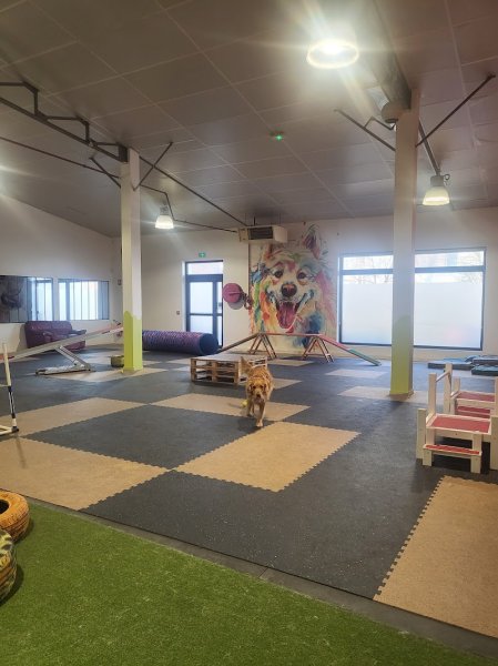 Woof'Land - Parc Canin Indoor - photo 2