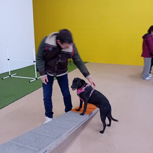 Woof'Land - Parc Canin Indoor - photo 3