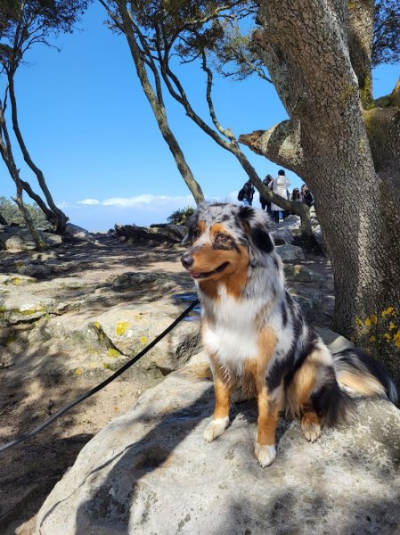 Christophe LEGRAND, Educateur Canin et Naturopathe animalier (Carvin et ses alentours) - photo 1