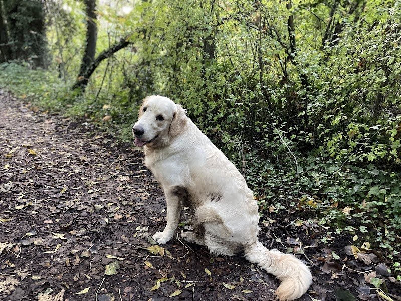 Christophe LEGRAND, Educateur Canin et Naturopathe animalier (Carvin et ses alentours) - photo 2