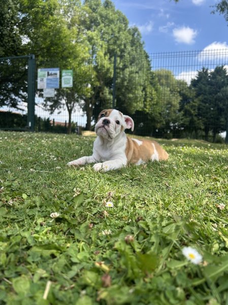 Christophe LEGRAND, Educateur Canin et Naturopathe animalier (Carvin et ses alentours) - photo 3