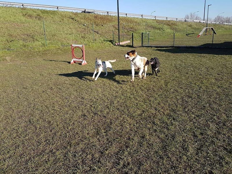 Com'in DOG - photo 1