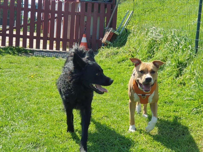 Com'in DOG - photo 2