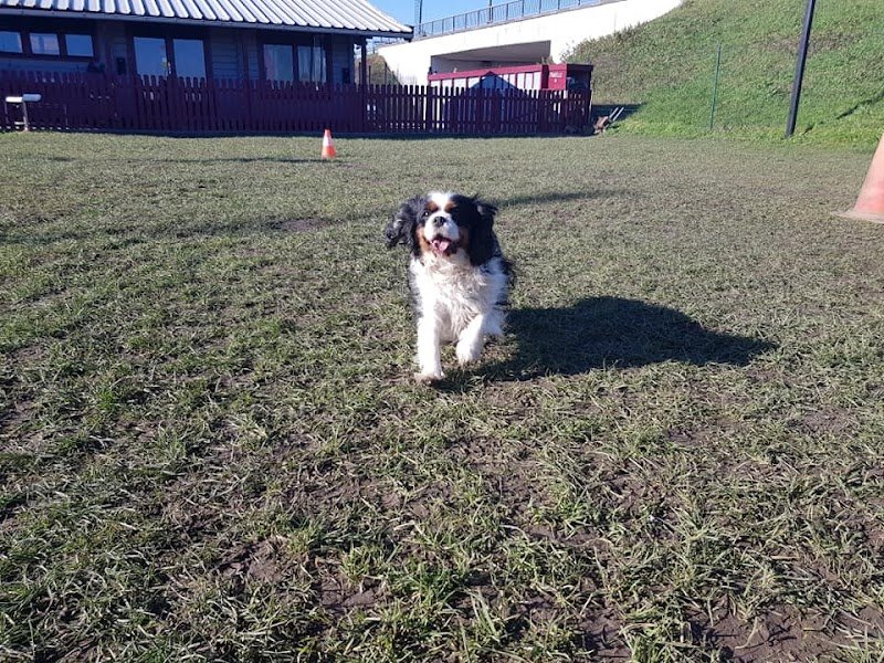 Com'in DOG - photo 3