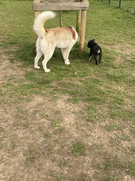 Parc Canin de Marly - photo 2