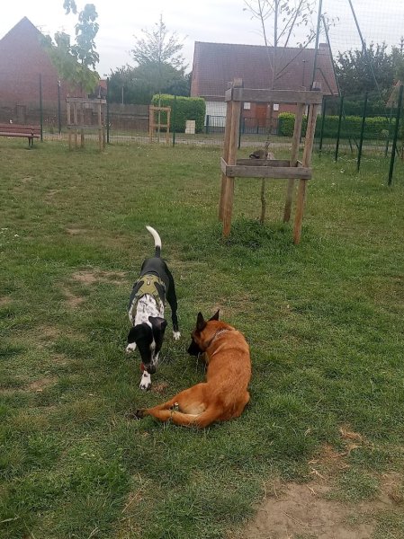 Parc Canin de Marly - photo 3