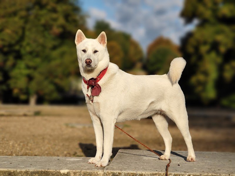 Jonathan Hubert éducation canine - photo 1