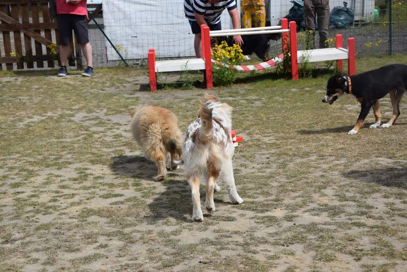 Club Éducation Canine de Rieulay - photo 1