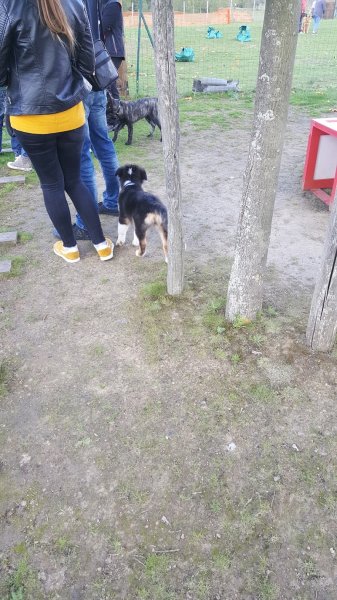 Club Éducation Canine de Rieulay - photo 2