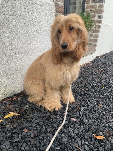 Mike & Dogs Educateur et Comportementaliste Canin