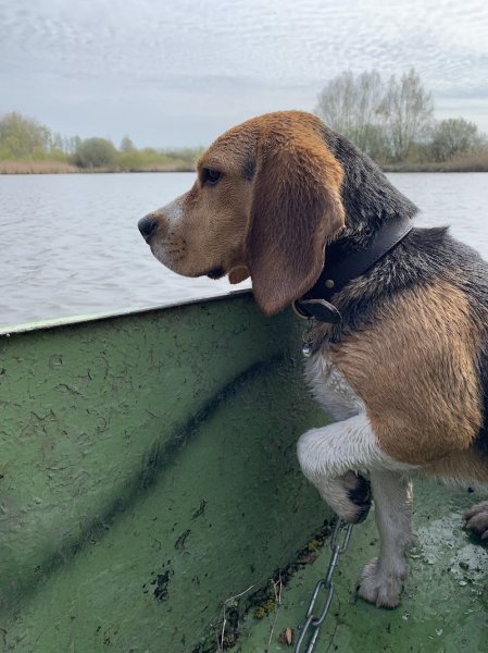 Mike & Dogs Educateur et Comportementaliste Canin - photo 2