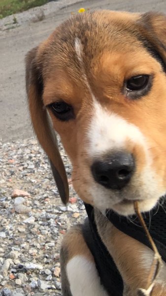 Mike & Dogs Educateur et Comportementaliste Canin - photo 3