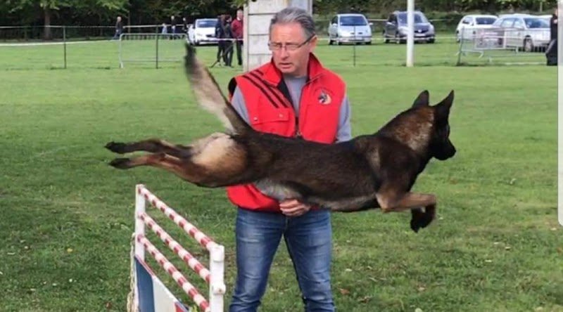 Pension Canine Familydog59 et Élevage de Bergers Belges Malinois - photo 2