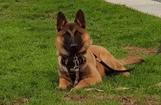 Pension Canine Familydog59 et Élevage de Bergers Belges Malinois - photo 3