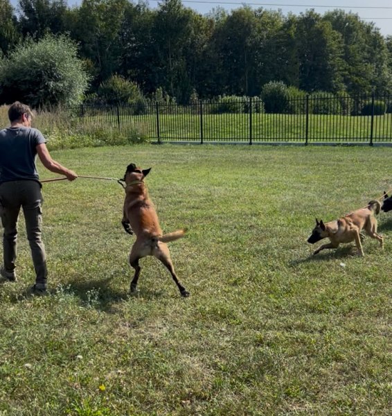 Harmoni Dog - photo 1