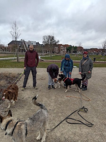 Harmoni Dog - photo 2