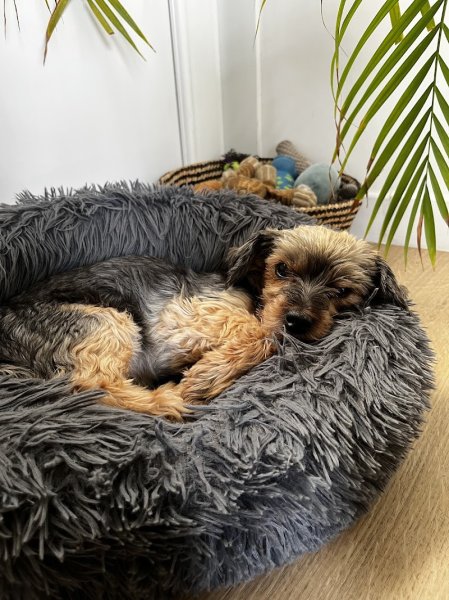 Harmoni Dog - photo 3