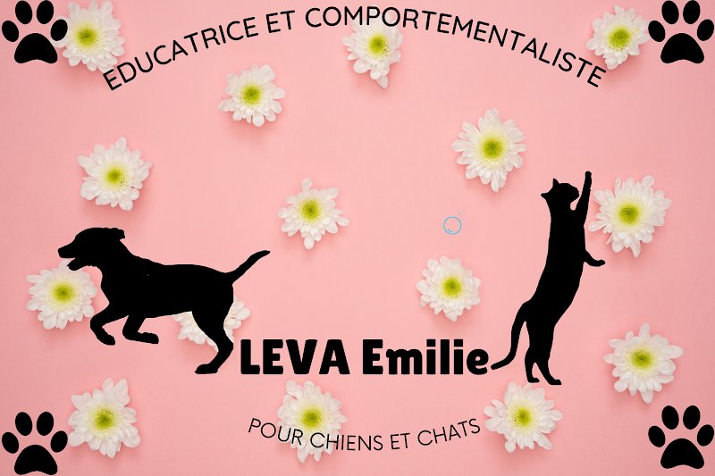 Félix Félicis - Éducatrice comportementaliste canin et felin - photo 1