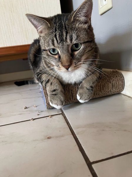 Félix Félicis - Éducatrice comportementaliste canin et felin - photo 2