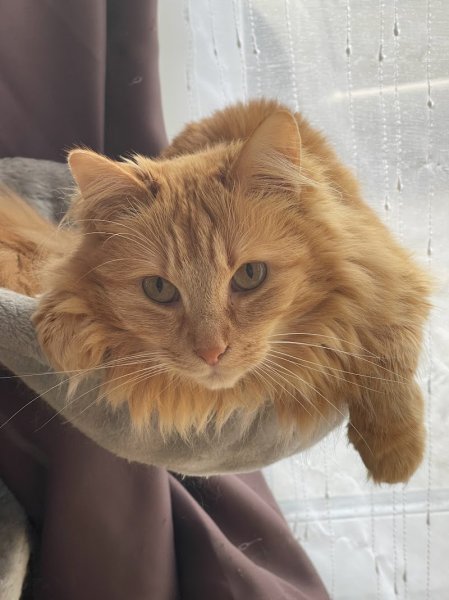 Félix Félicis - Éducatrice comportementaliste canin et felin - photo 3