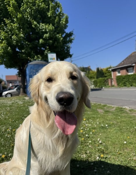 Ma Bonne Patte (éducatrice comportementaliste canin & pet-sitter) - photo 2