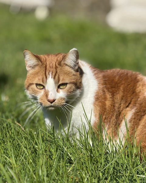 Ma Bonne Patte (éducatrice comportementaliste canin & pet-sitter) - photo 3