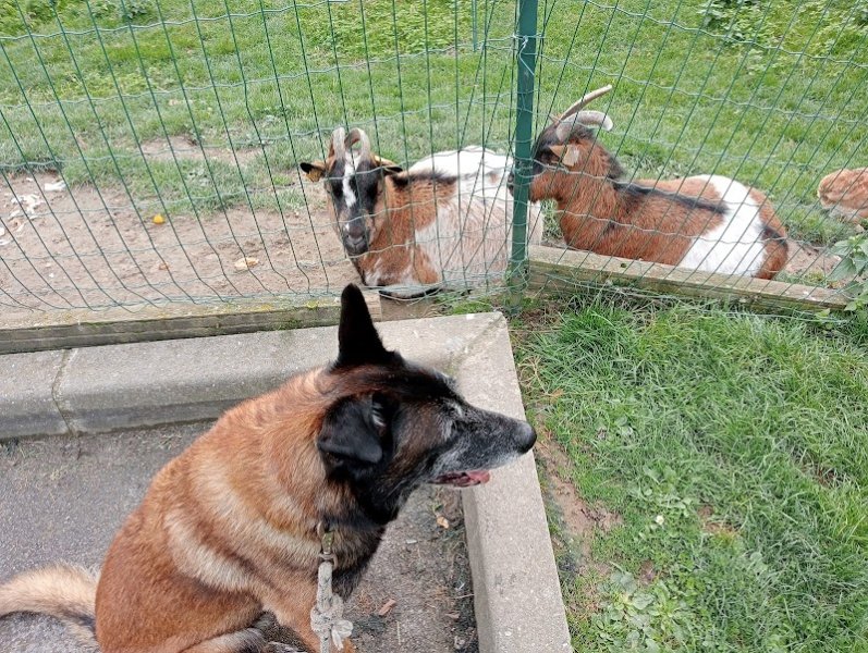 SoliDog By Fanny Educateur Canin Béthune - photo 2