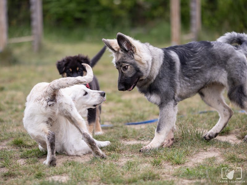 SoliDog By Fanny Educateur Canin Béthune - photo 3