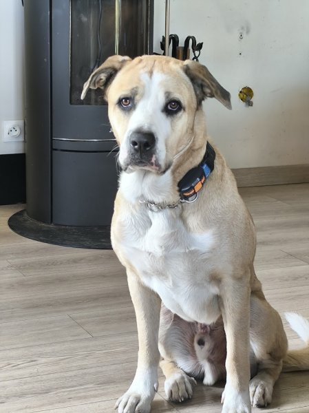 Wolf Dog Education / Taxi Animalier / pet sitter - photo 3