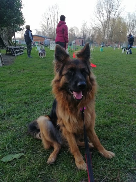 Click Club Canin Péruwelz - photo 1