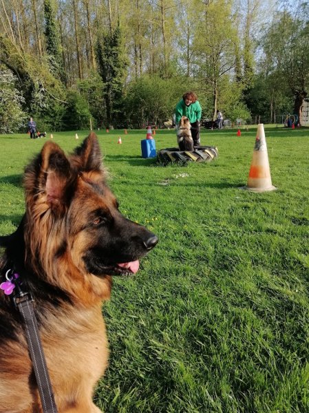 Click Club Canin Péruwelz - photo 2