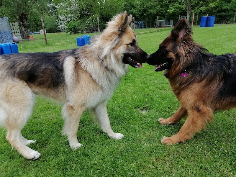 Click Club Canin Péruwelz - photo 3