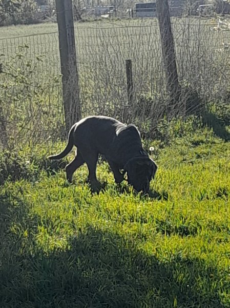 Pension Diablotin Dog - photo 2