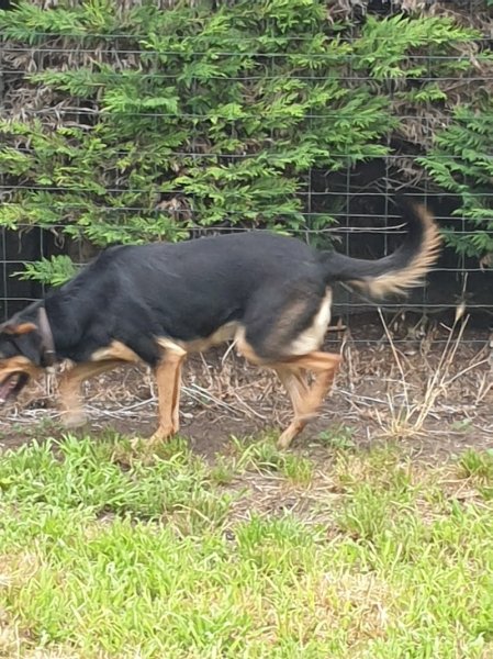 Pension Diablotin Dog - photo 3