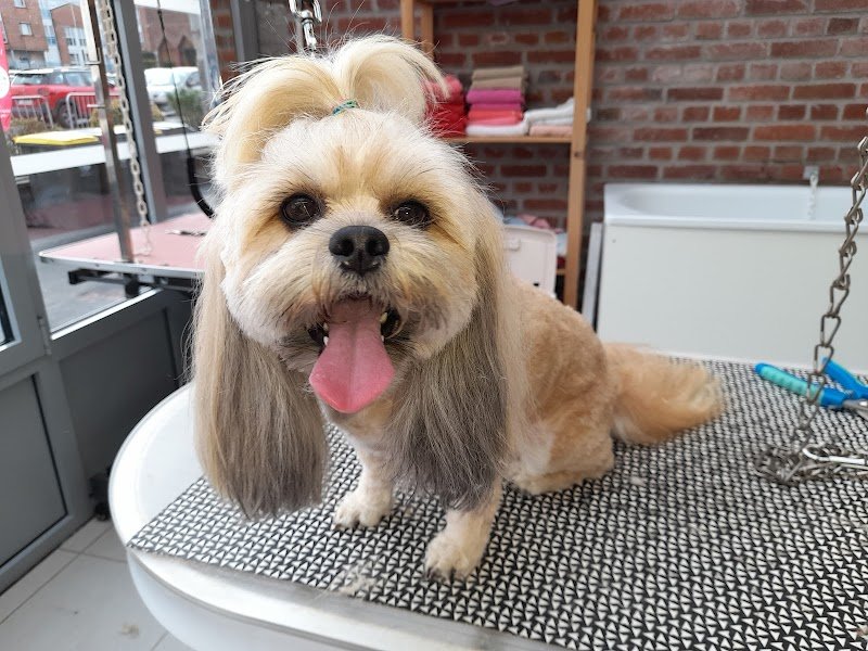 Toilettage canin - photo 2