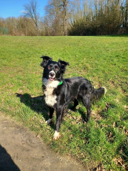 Espace Canin - photo 1