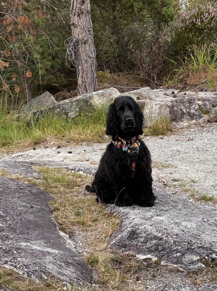 Espace Canin - photo 2