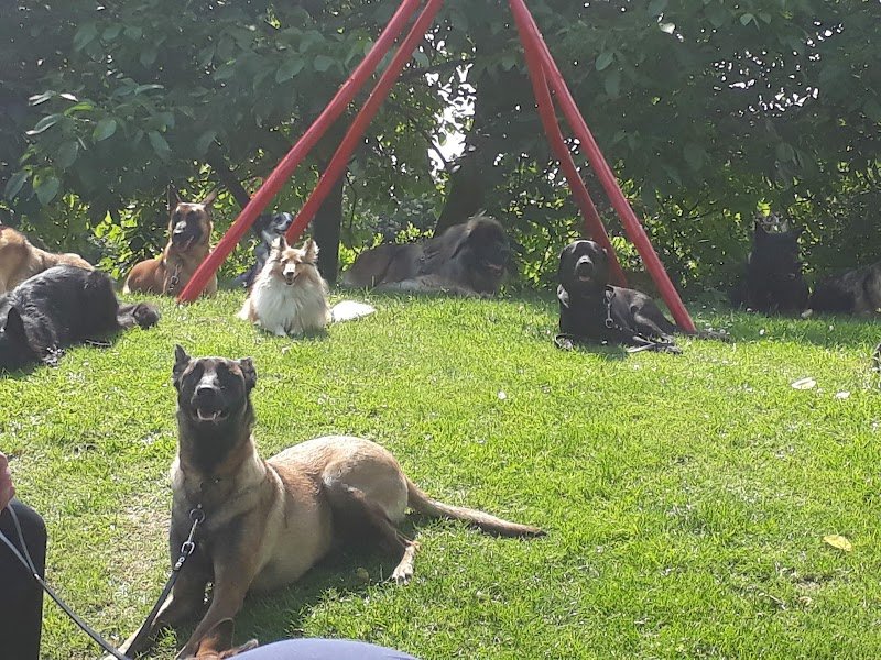 Union canine Mouscronnoise - photo 1