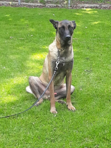 Union canine Mouscronnoise - photo 3