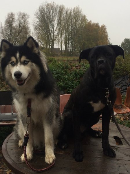 Le Club Canin Des Templiers - photo 1