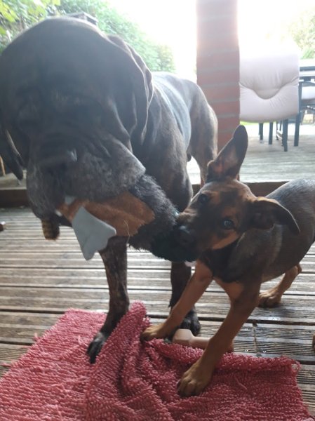 Le Club Canin Des Templiers - photo 2