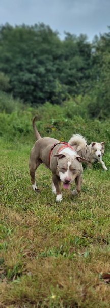 Inu’Neko – Éducation canine, comportement & naturopathie animale - photo 2