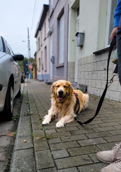 Inu’Neko – Éducation canine, comportement & naturopathie animale - photo 3