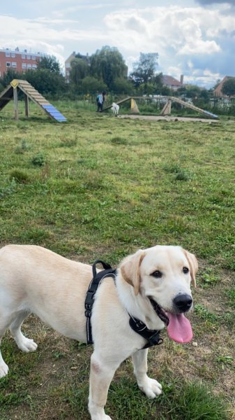 PARC CYNOPHILE - photo 3