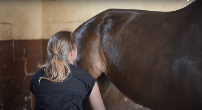 Isaline Diserens - Ostéopathe Animalier (Nord / Pas de Calais / Belgique) - Équin / Bovin / Canin - photo 2