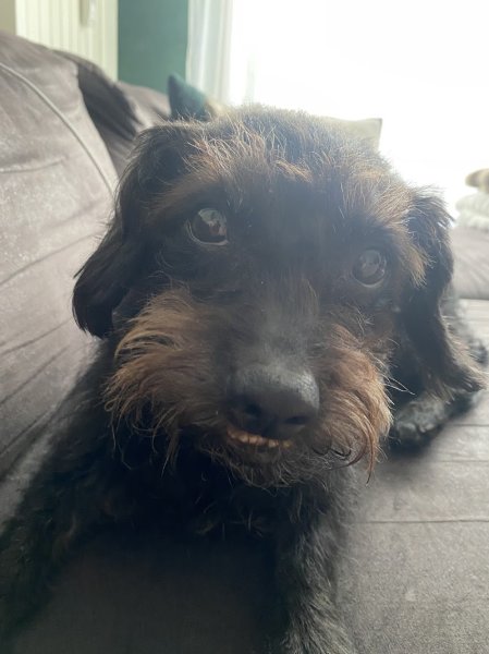 Isaline Diserens - Ostéopathe Animalier (Nord / Pas de Calais / Belgique) - Équin / Bovin / Canin - photo 3